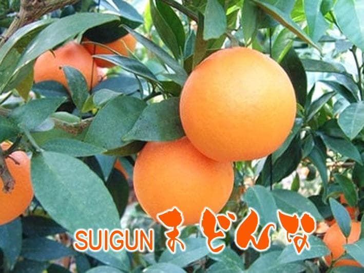 【由美子】SUIGUNマドンナM玉6Kg×2+6Kg++6Kg　３か所送り