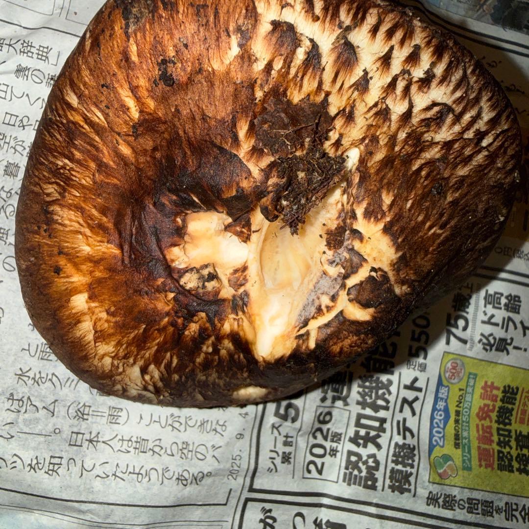 長野県産松茸