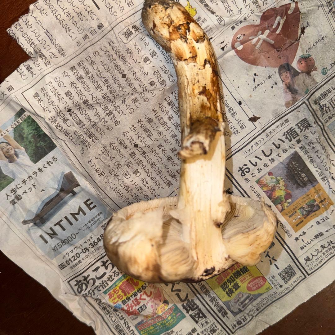 長野県産松茸