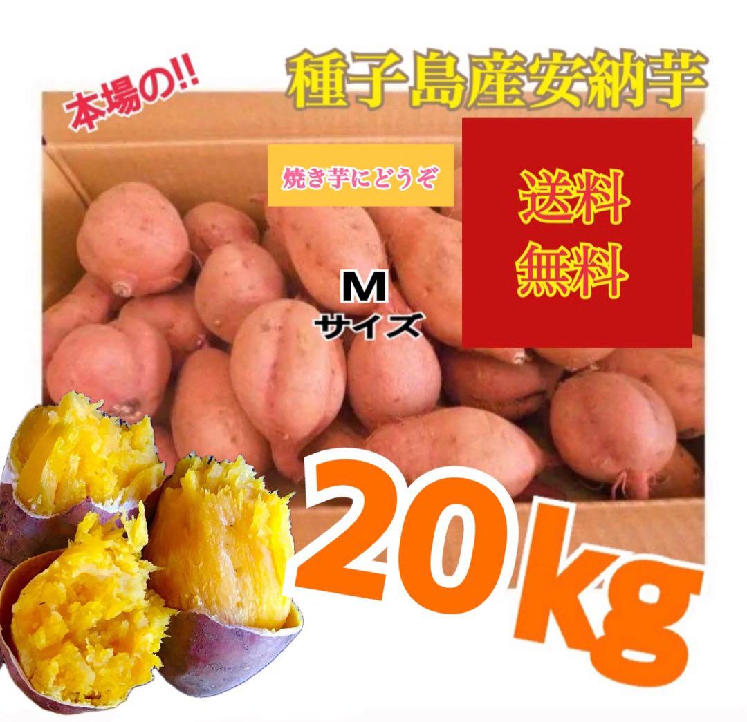 種子島産安納芋　Mサイズ20kgさつまいも 安納芋　紅　#01
