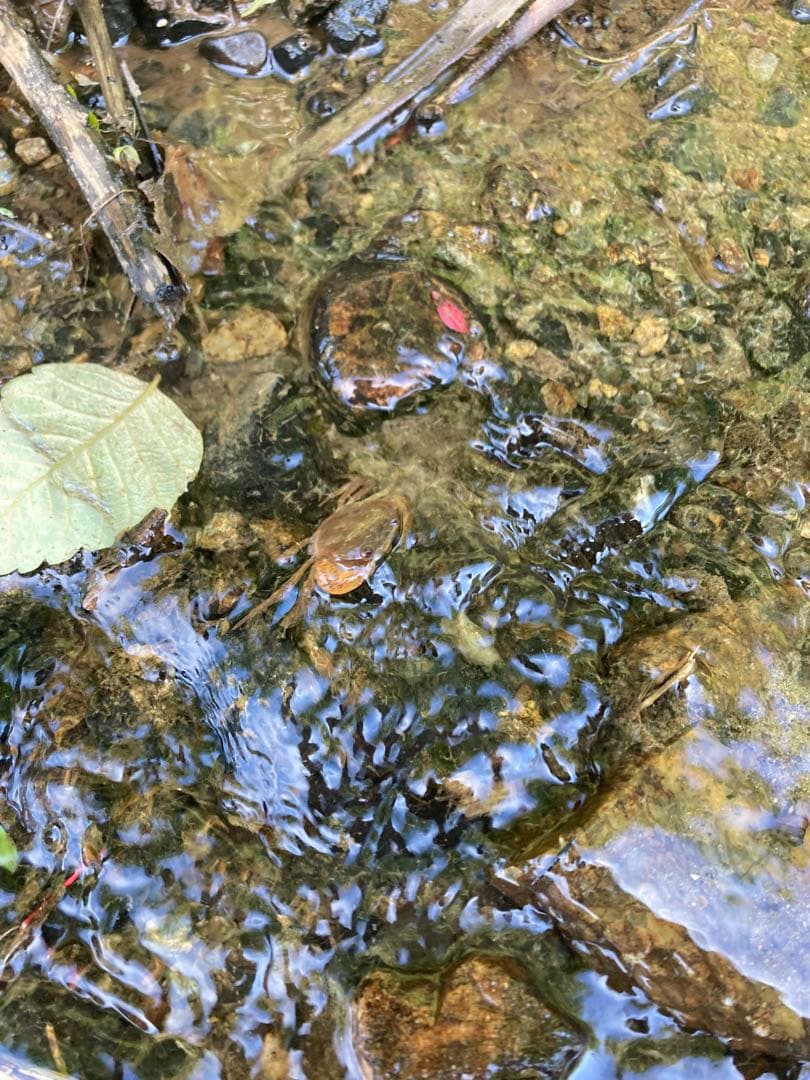 令和7年産魚沼産コシヒカリ　精米10kg