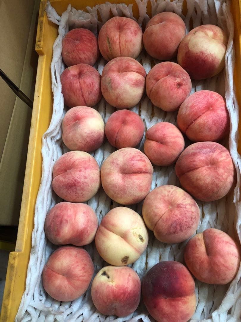 122.早勝ち福島産朝採り完熟桃箱込み15kg訳あり家庭用甘くて美味しい桃常温便