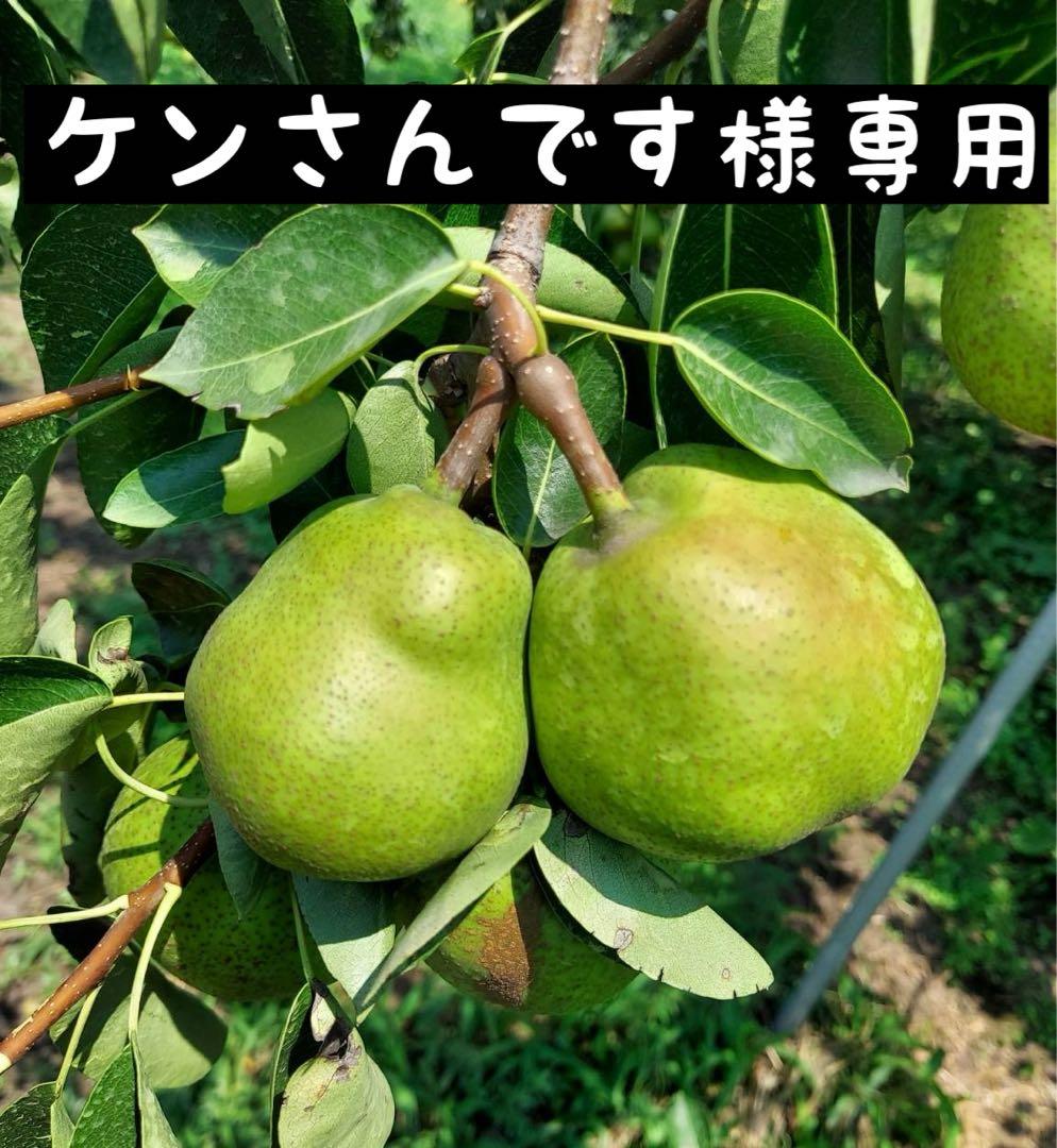 ★ケンさんです★ ラ・フランス　5キロ ✖️4箱 ご家庭用　2L〜4L