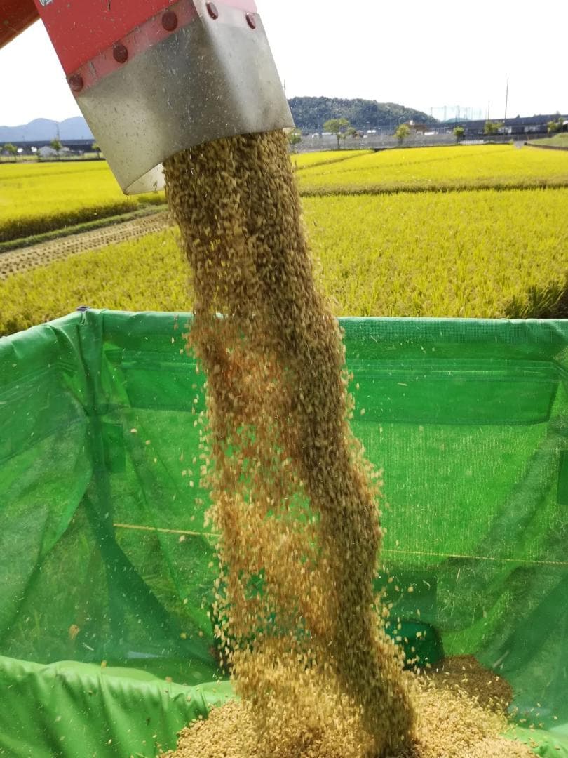 令和７年度兵庫県産 ちほみのり 玄米30kg※精米可 本州・四国・九州は送料無料