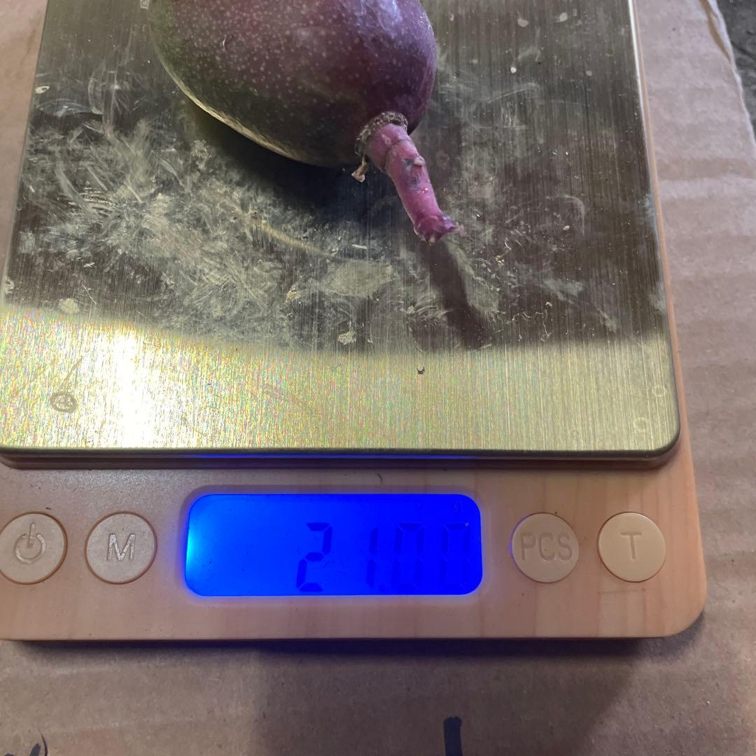 摘果マンゴー　9〜20g 10kg