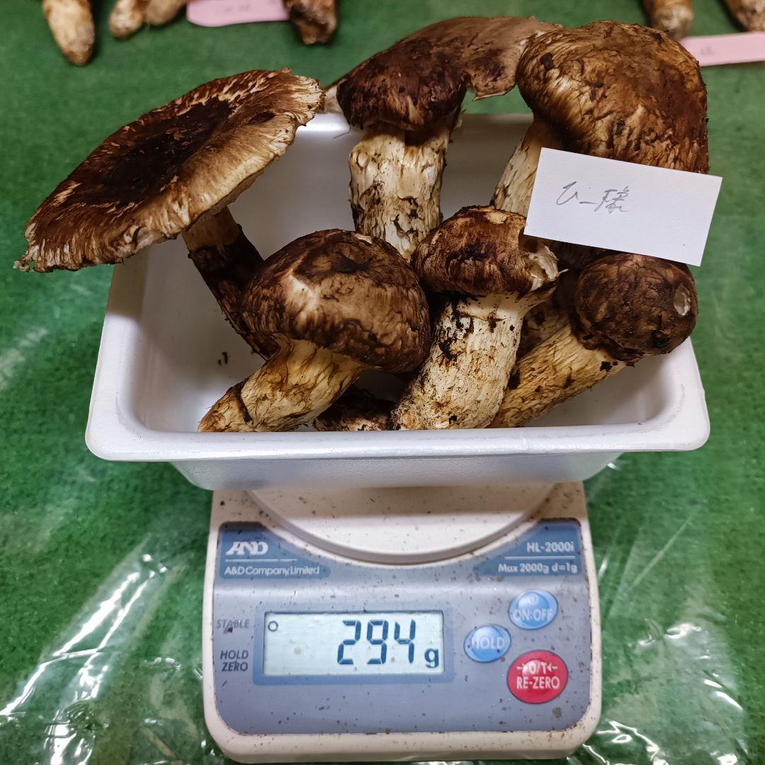 【松茸】ひー　訳あり品　294ｇ