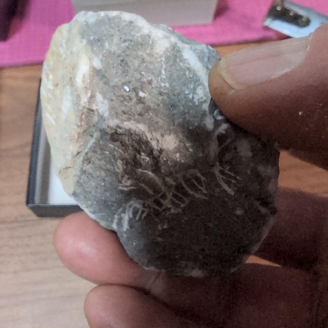 本物　デボン紀中期　三葉虫綱目　メタカンシナSP　化石　モロッコ