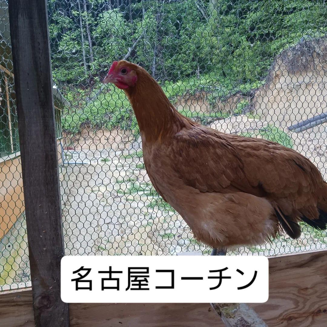 平飼い名古屋コーチン有精卵48個 保証4個含む