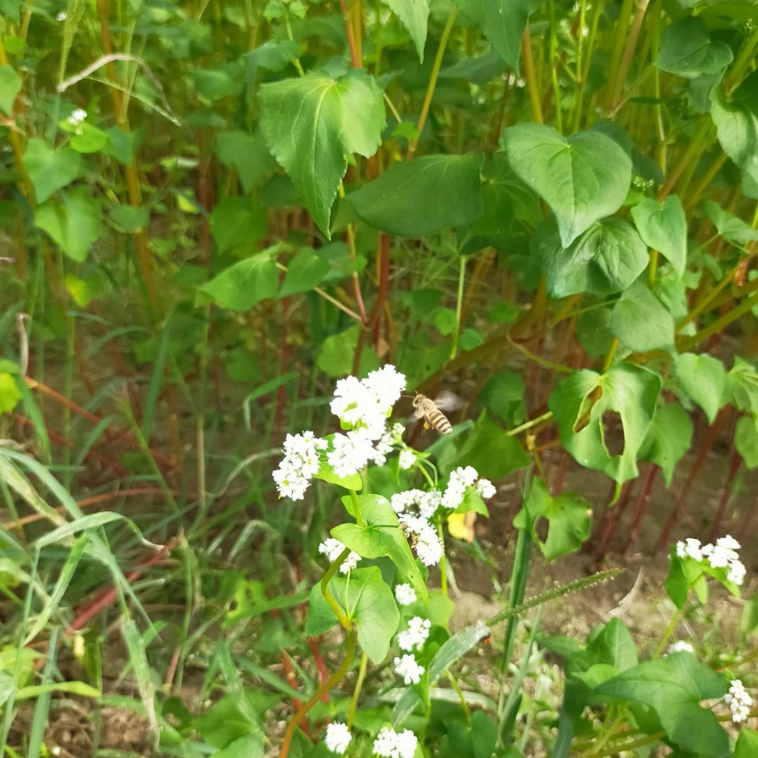 ニホンミツバチの国産百花蜜 1kg×1本　非加熱無添加天然はちみつ