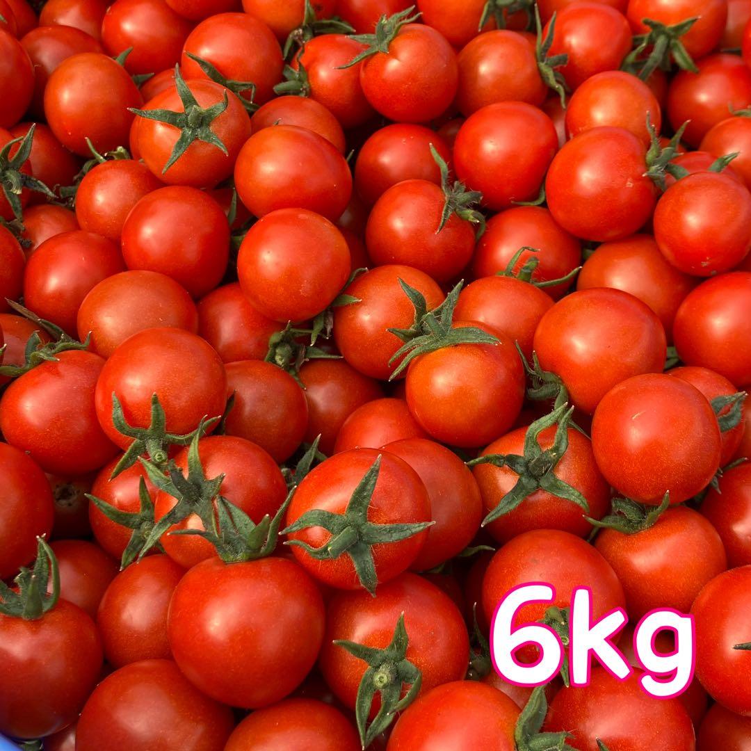 ミニトマト　6kg