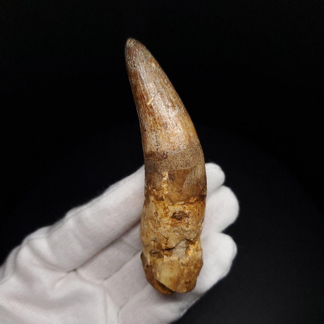 古代 ワニ エロスクス 歯 本物 化石 モロッコ産 86.96mm fr141