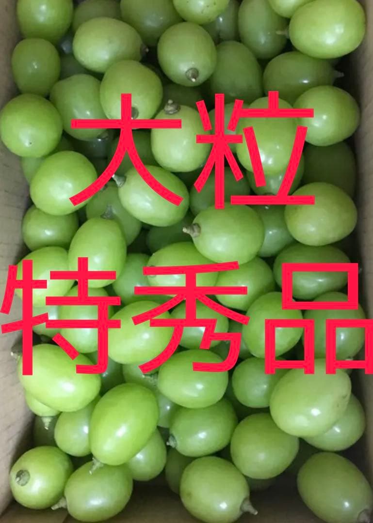 シーズンラスト　特秀品大粒シャインマスカット 3キロ 摘み落とし 高級品種