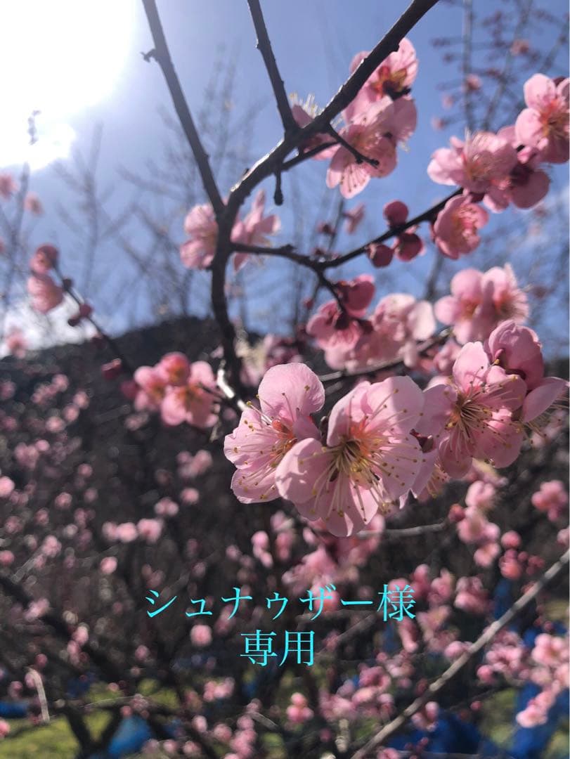 シュナゥザー