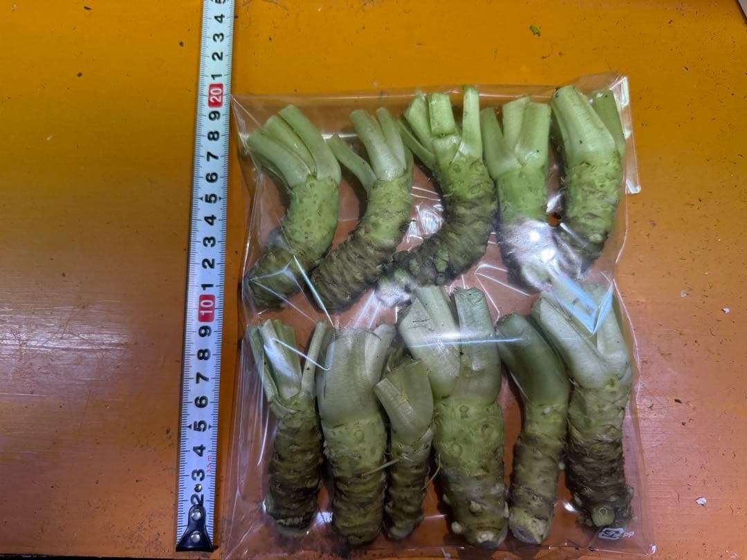 無農薬　安曇野産ミニわさび1kg チルドゆうパック