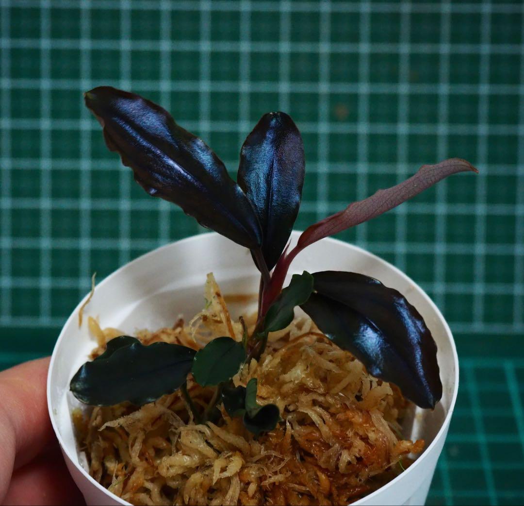 水草 Buce sp. \