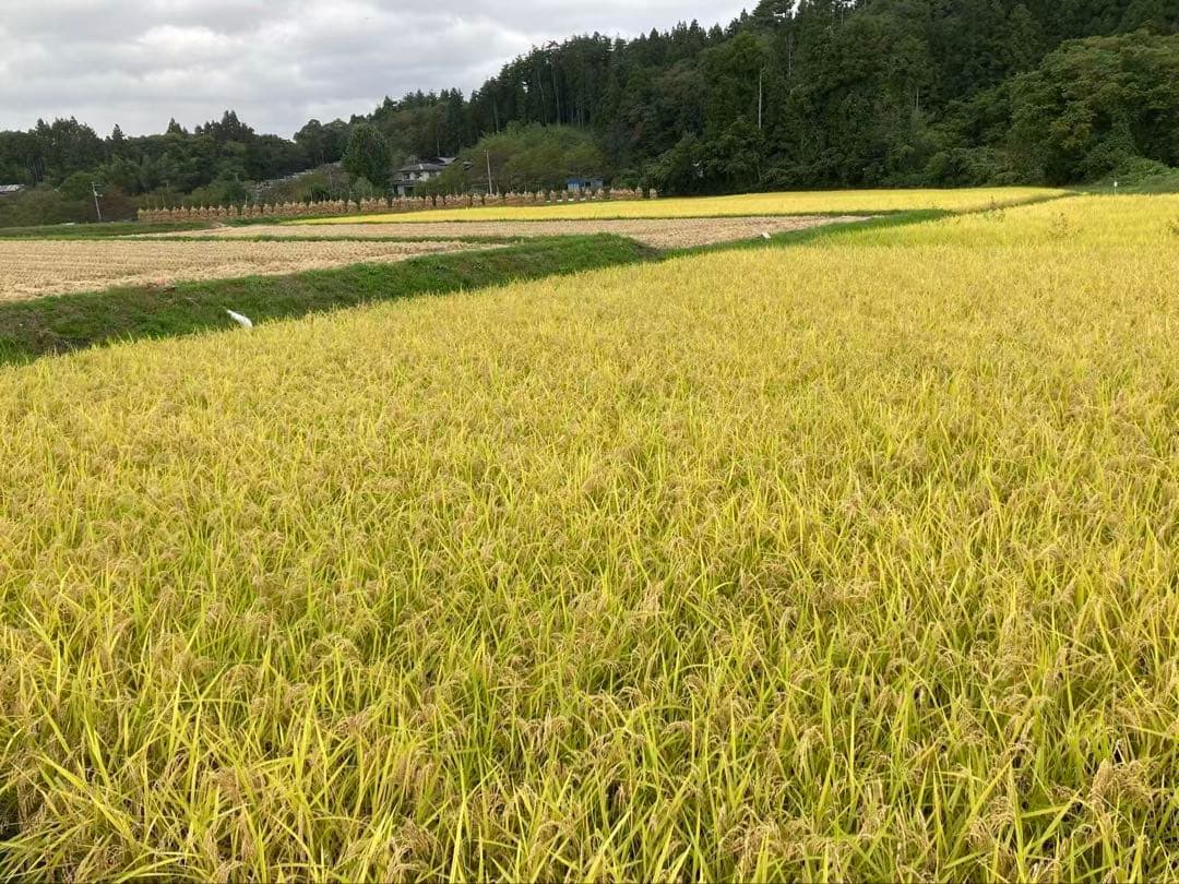 令和7年産農家直送 岩手県産ひとめぼれ 玄米30キロ