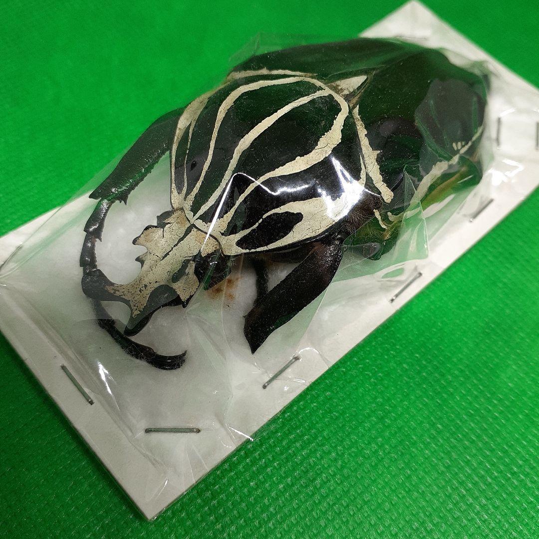 標本 Goliathus goliatus apicalis 80mm CONGO