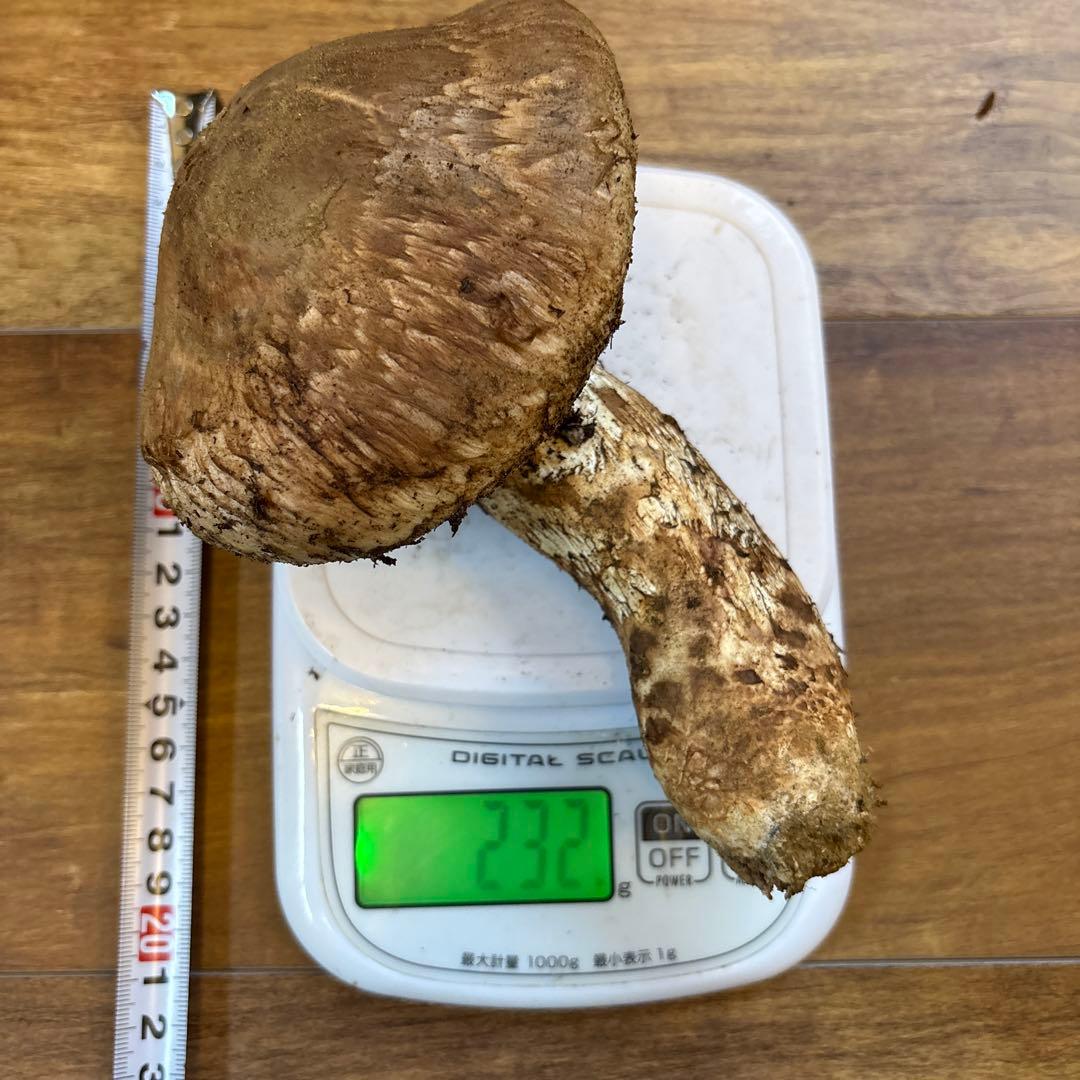 長野県南信州産‼️松茸 特大‼️1本 232g 10/31朝採れ