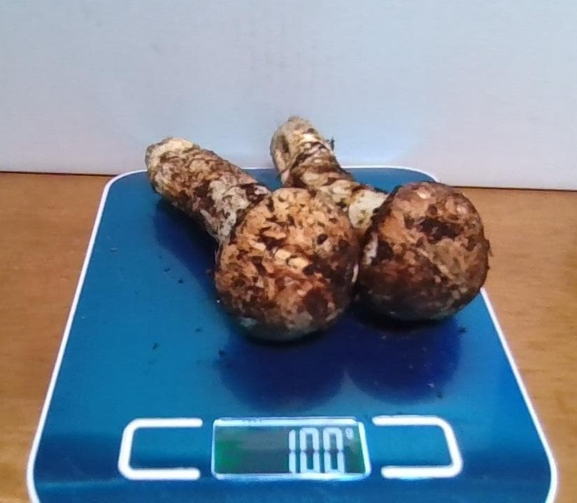 松茸１００ｇ