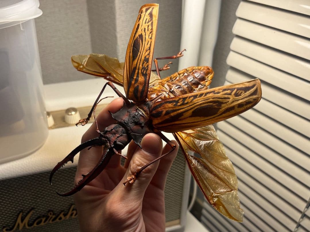 【開翅163mm】オオキバウスバカミキリ 標本 Macrodontia