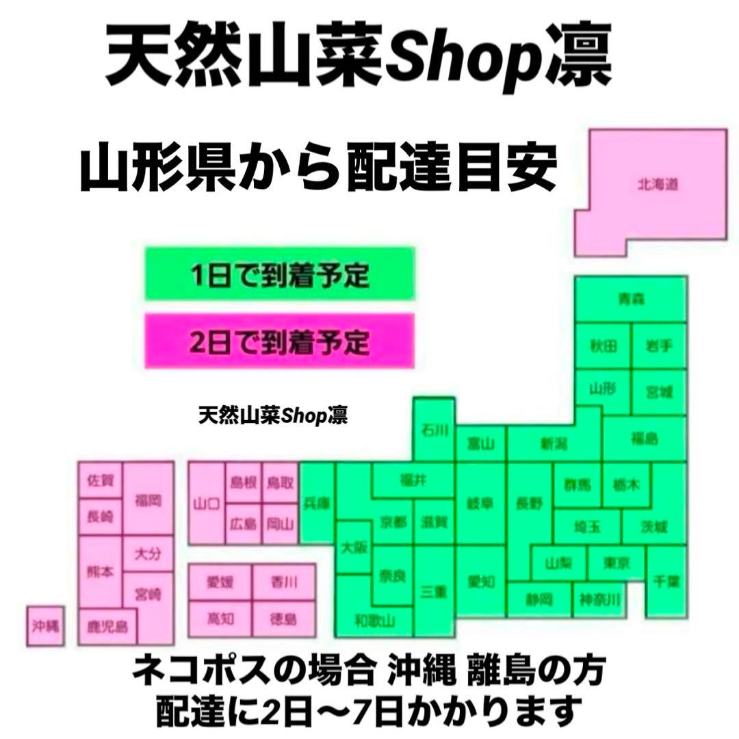 天然きのこ 松茸 国産 マツタケ まつたけ 山形県産 森の凛さん採取 その149