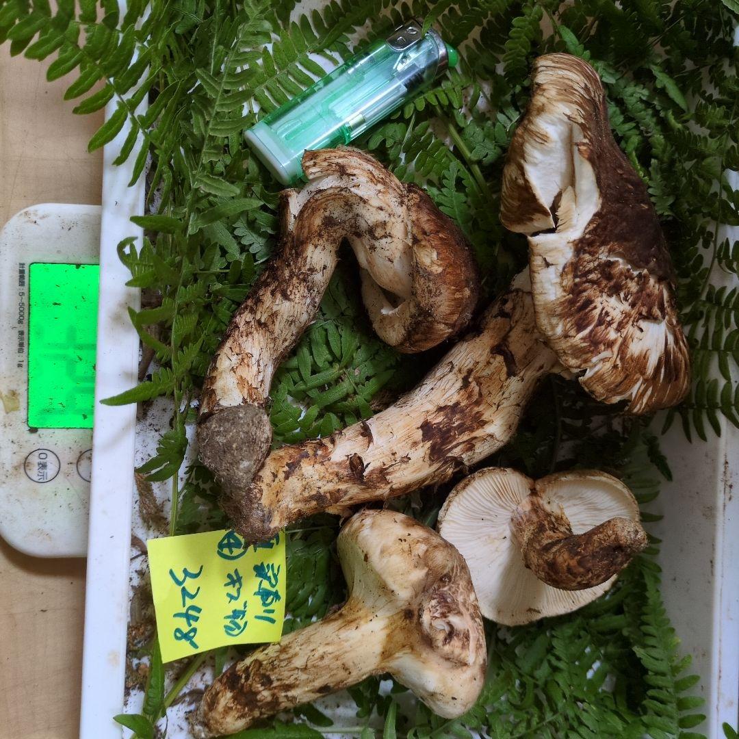 和歌山松茸 新鮮朝市　訳有り傷物　324㌘
