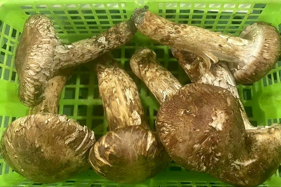 中国産松茸 約1kg 箱　 開きHBA3L