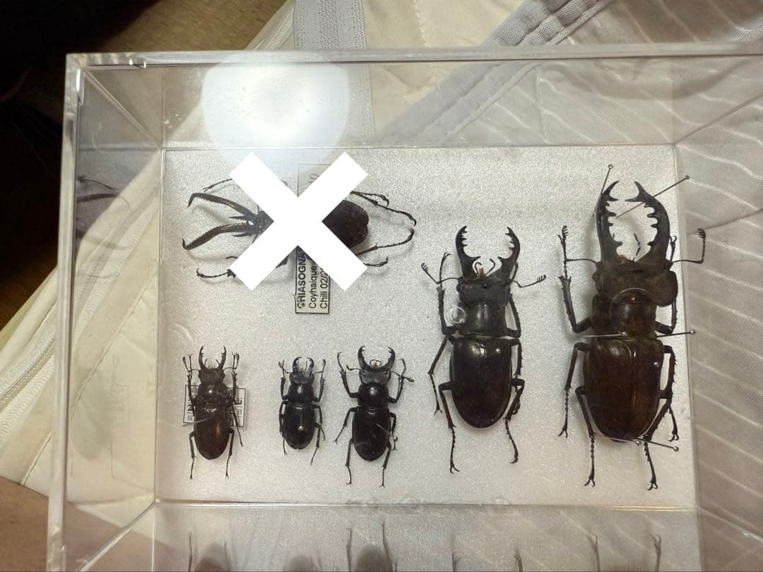 日本ミヤマクワガタ全種標本