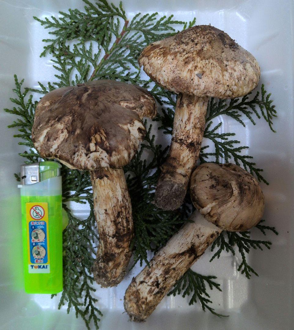 広島県産　松茸採れたて