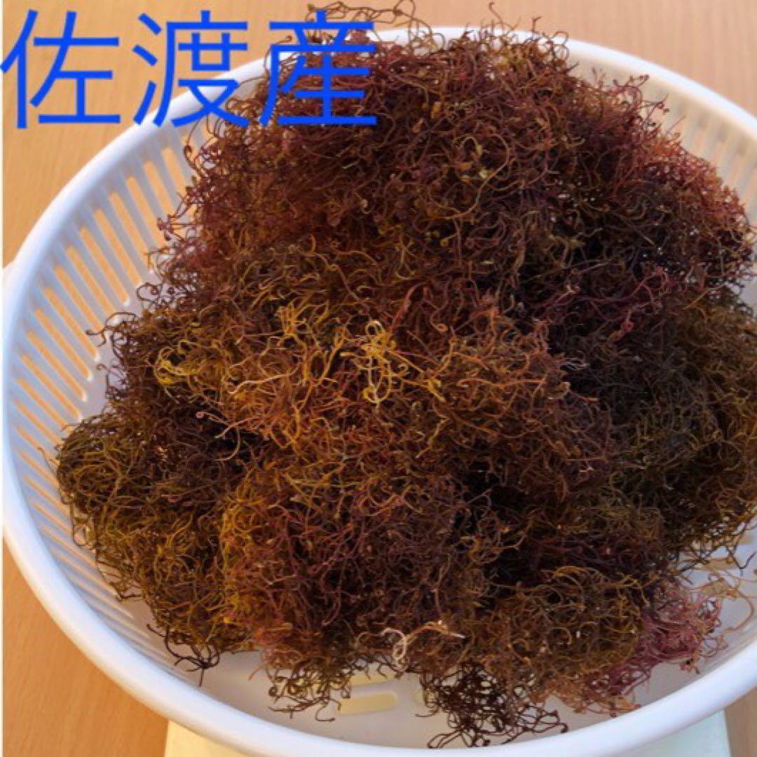 ネズミ小僧 佐渡産　いご草　1500g えご草　おきうと草