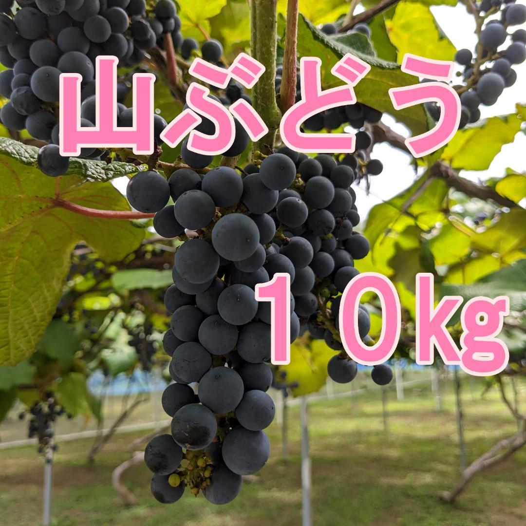 【農家直送】山形県月山山麓 山ぶどう １０kg ①