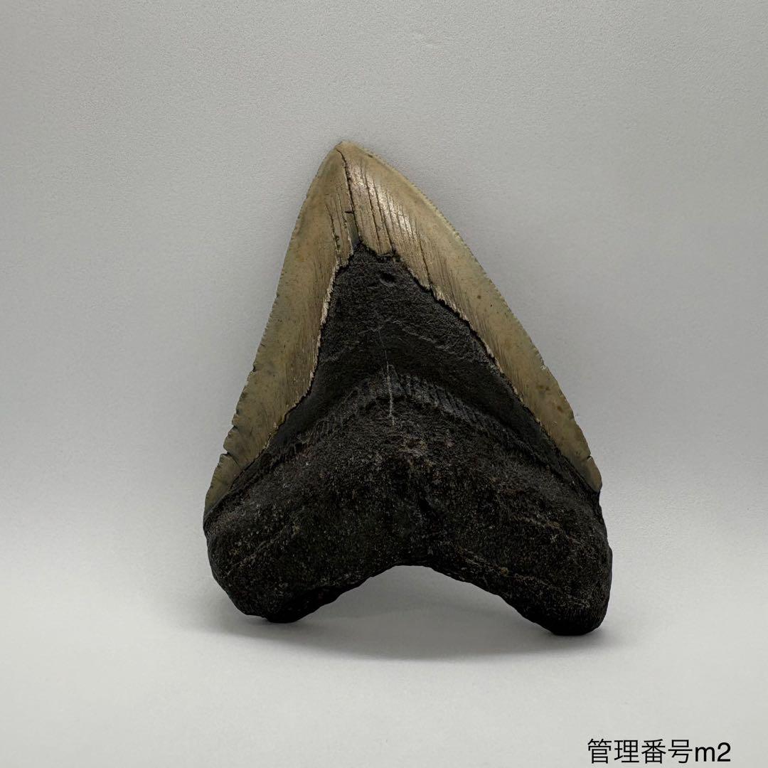 本物　メガロドンの歯　化石　サメ　10cm アメリカ合衆国