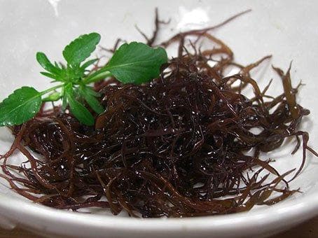 天然寒ふのり500g手摘み北海道産業務価格のお徳用大袋まとめ買い特価