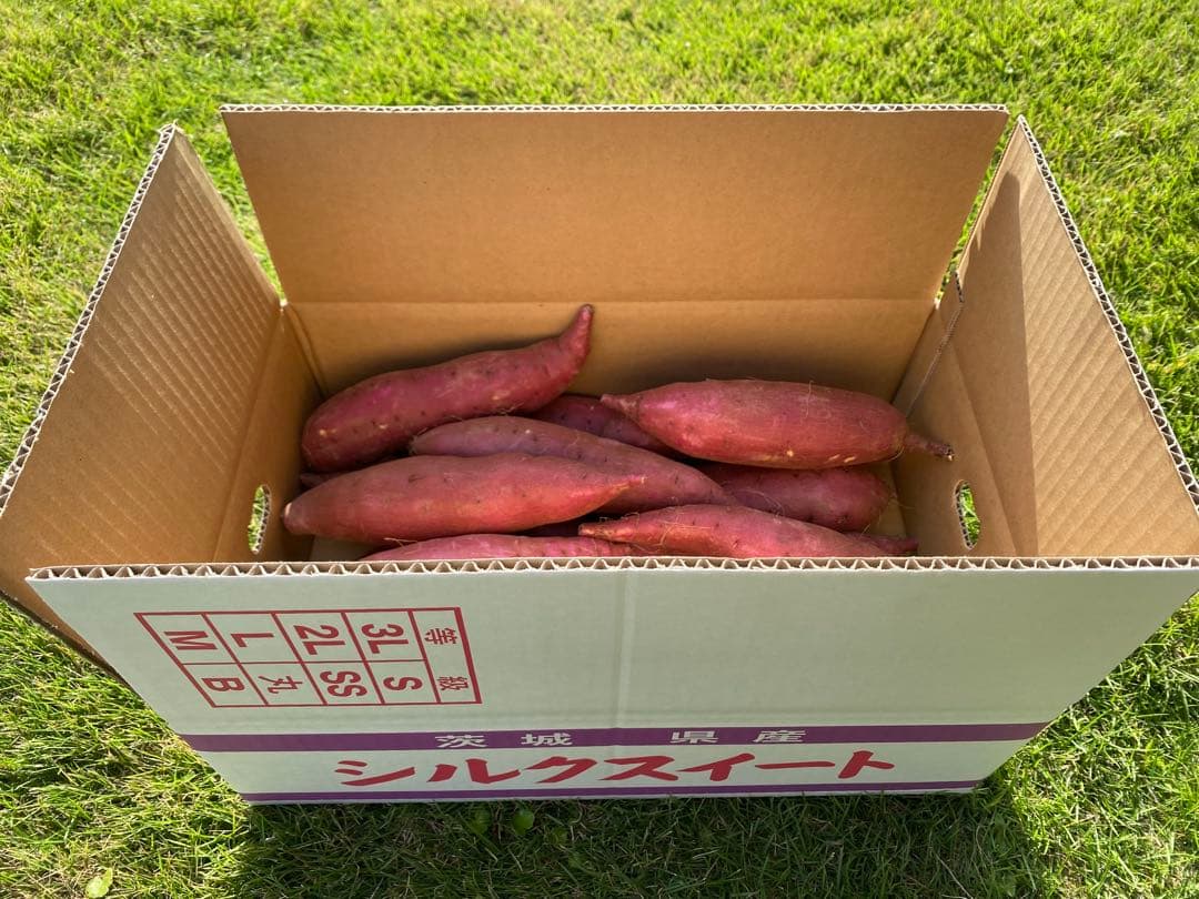 茨城県産シルクスイートM20キロ　パンシラ出品