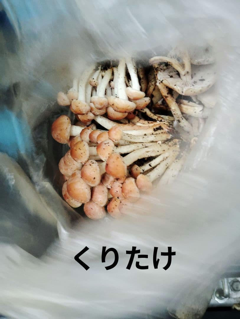 生　きのこ　8kg