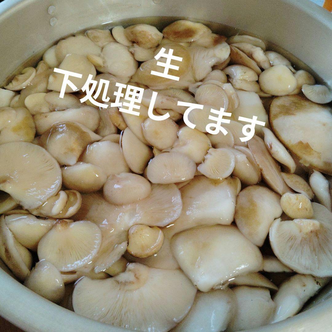 生　きのこ　8kg