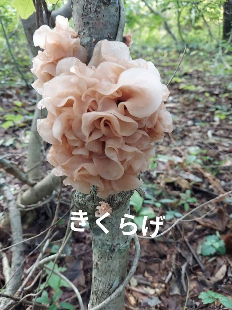 生　きのこ　8kg