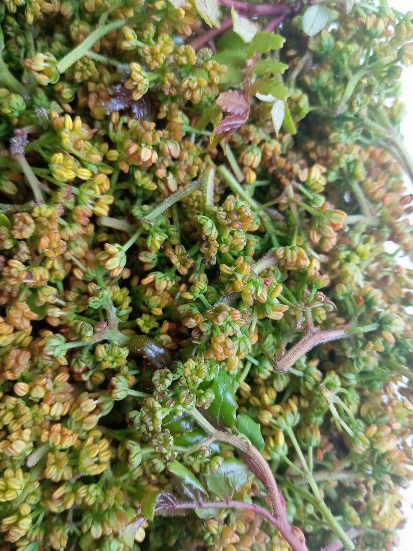 花山椒　200g　 大分県産