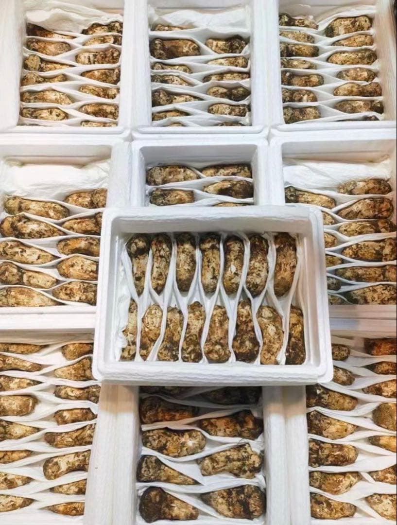 天までとどけ　　週末限定大特価！！つぼみS 約3kg