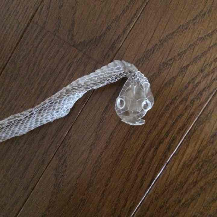 蛇の抜け殻