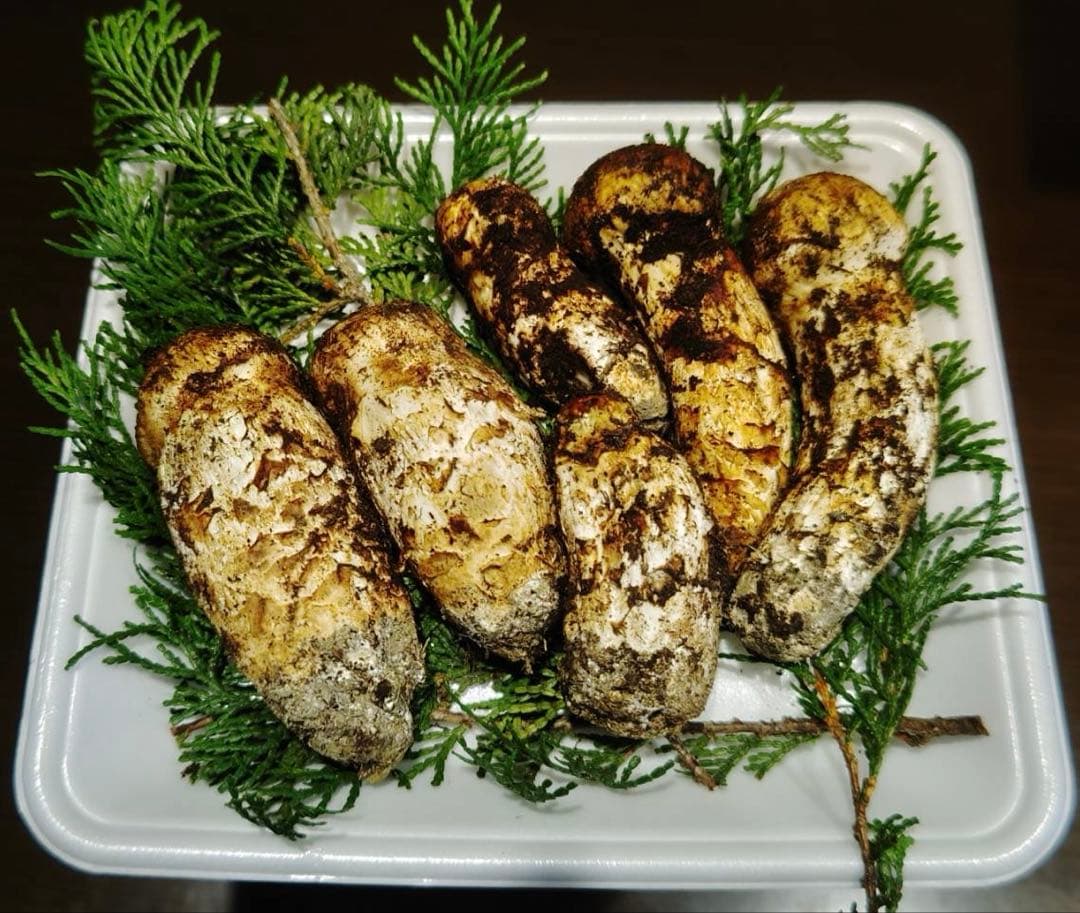 国産松茸 225g 6本 全蕾 兵庫北部 但馬産 極上　10/18夕方