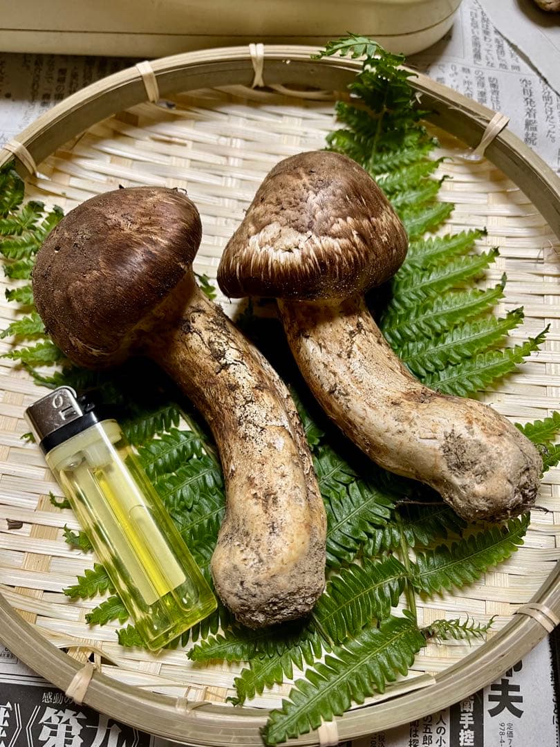 【大阪泉州産】天然松茸 採れたて良品☆2本150g国産