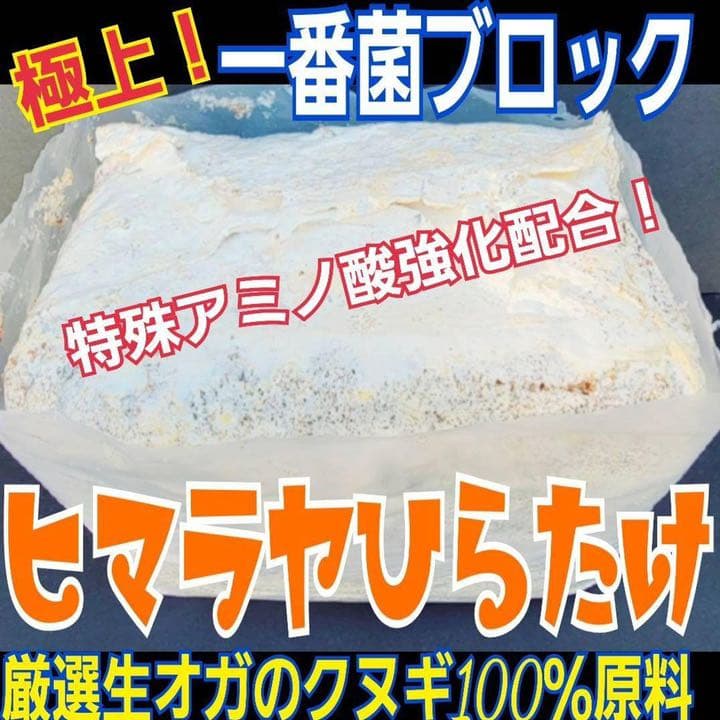 極上！ヒマラヤひらたけ菌糸ブロック【8個】初菌のみ使用！国産オオクワ85ミリ実績