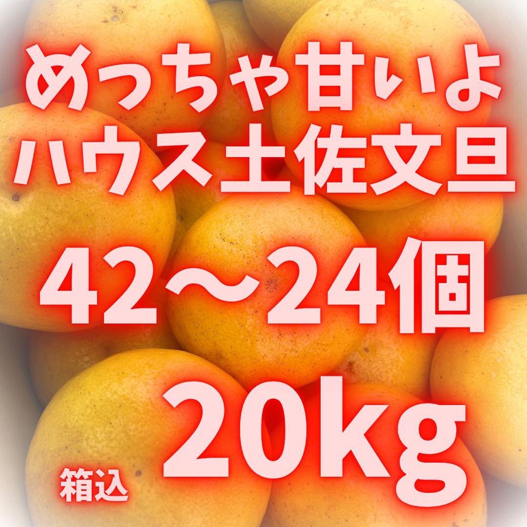 文旦　土佐文旦　ハウス栽培　　41