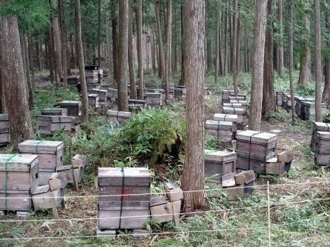 リピータ多数濃厚な味わいの国産百花蜜 　梅酒瓶入り　おまけ付　生産者価格で大放出