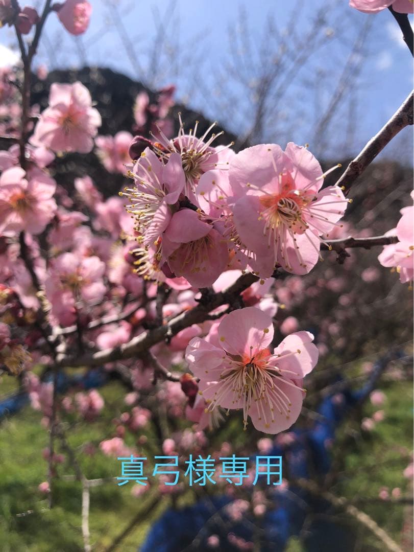 真弓