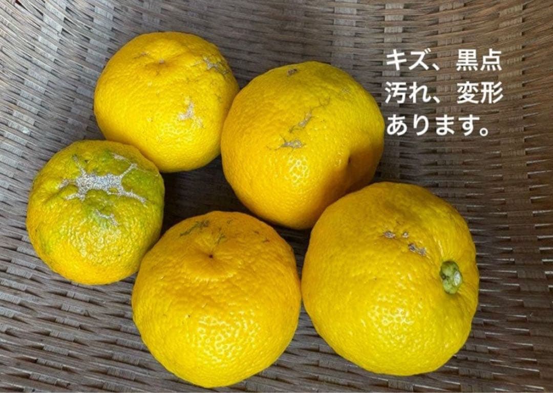 高知県産　本柚子　小玉　10キロ