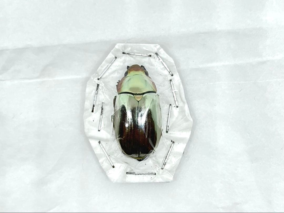 Chrysina chrysargyrea 標本 クリサルギレアプラチナコガネ
