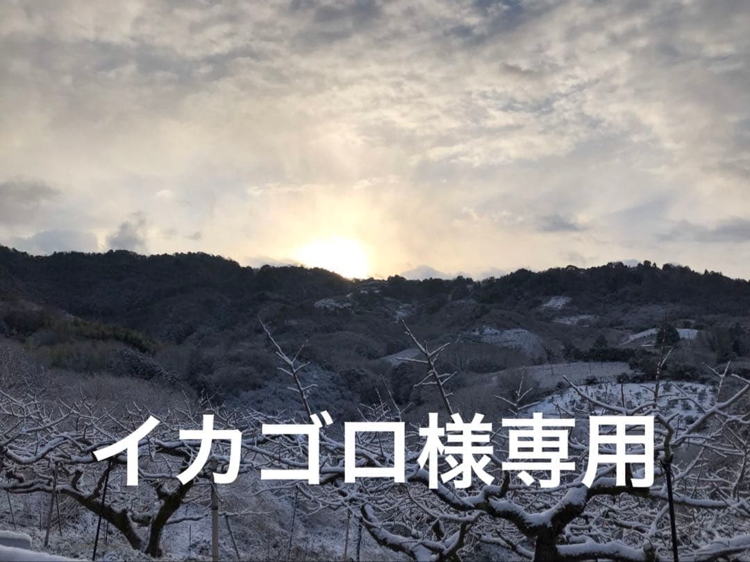 イカゴロ　和田果樹園の果物　10キロ