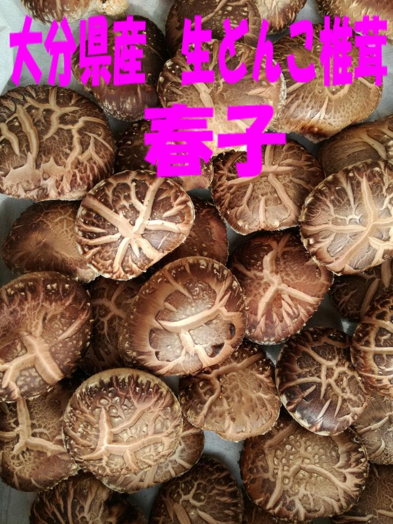 SYさまご予約専用 大分県特産 生どんこ椎茸「秋子」ダブル